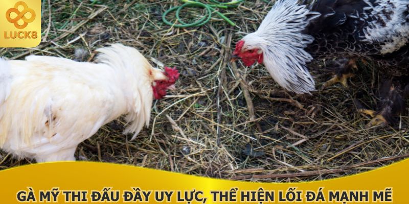 ga-my-thi-dau-day-uy-luc-the-hien-loi-da-manh-me-ap-dao-tran-dau