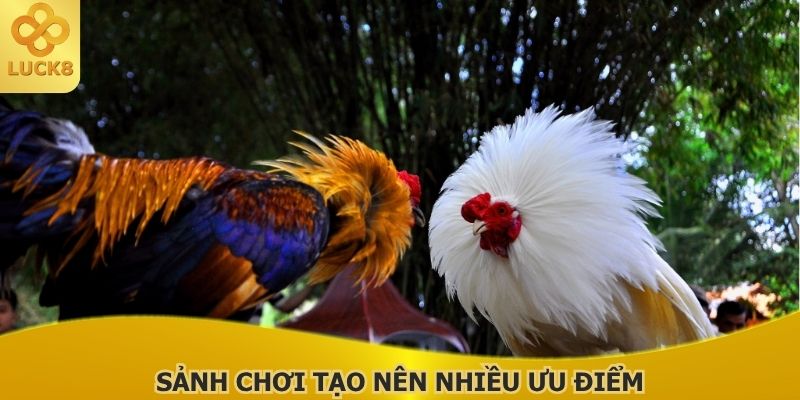 sanh-choi-tao-nen-nhieu-uu-diem