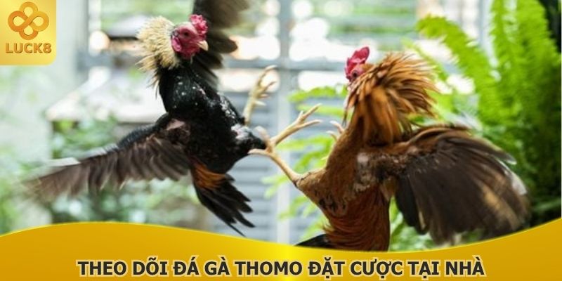 theo-doi-da-ga-thomo-va-dat-cuoc-ngay-tai-nha