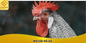 ws168-da-ga